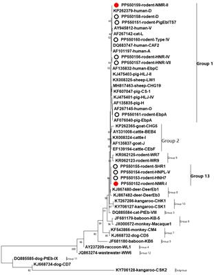 Host specificity and zoonotic Enterocytozoon bieneusi genotypes in wild rodents from the Inner Mongolian Autonomous Region and Liaoning Province of China
